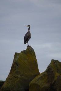 G_HeronRockTop_Susan.jpg