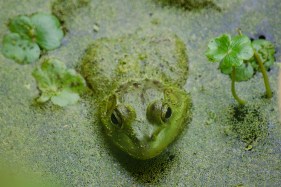 FrogNisquallySmallWorld