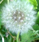 Dandelion