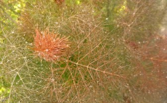 FlowerWalksWestSeattle201720170601_002