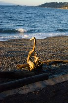 LincolnParkForBlog2019-0087